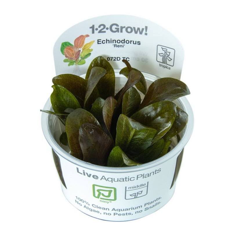 Echinodorus 'Reni' - TC