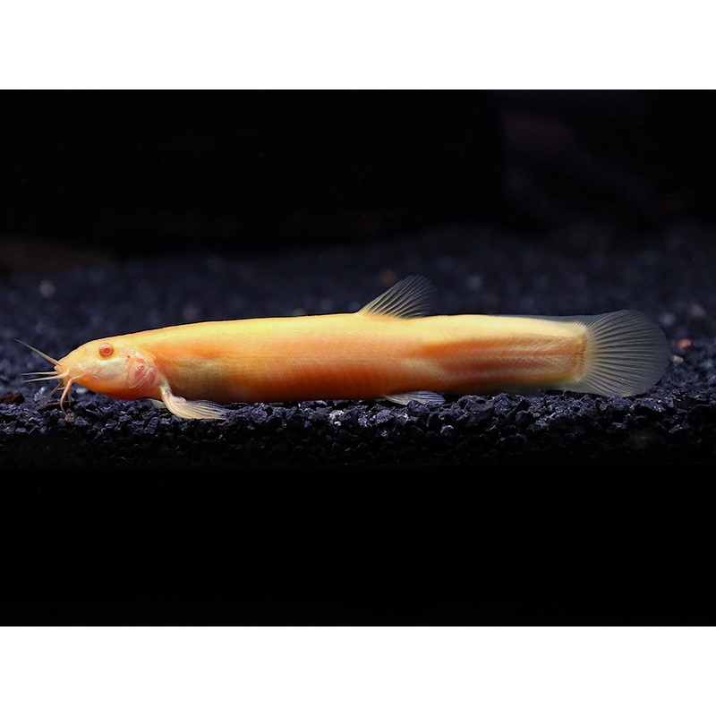 Golden Dojo Loach (Misgurnus anguillicaudatus)   Tank-Bred