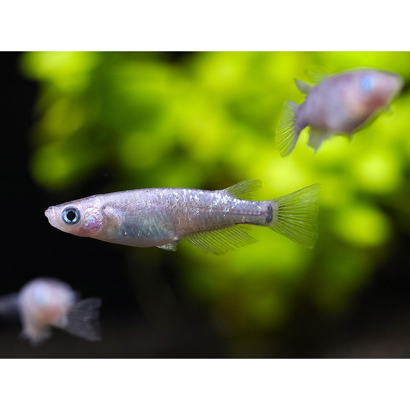 Kurorame Medaka Ricefish (Oryzias latipes 'Kurorame')  Tank Bred