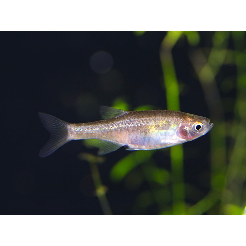 Red Dwarf Rasbora (Microrasbora sp. cf. rubescens)