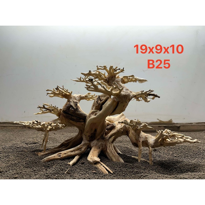 Bonsai Driftwood B25