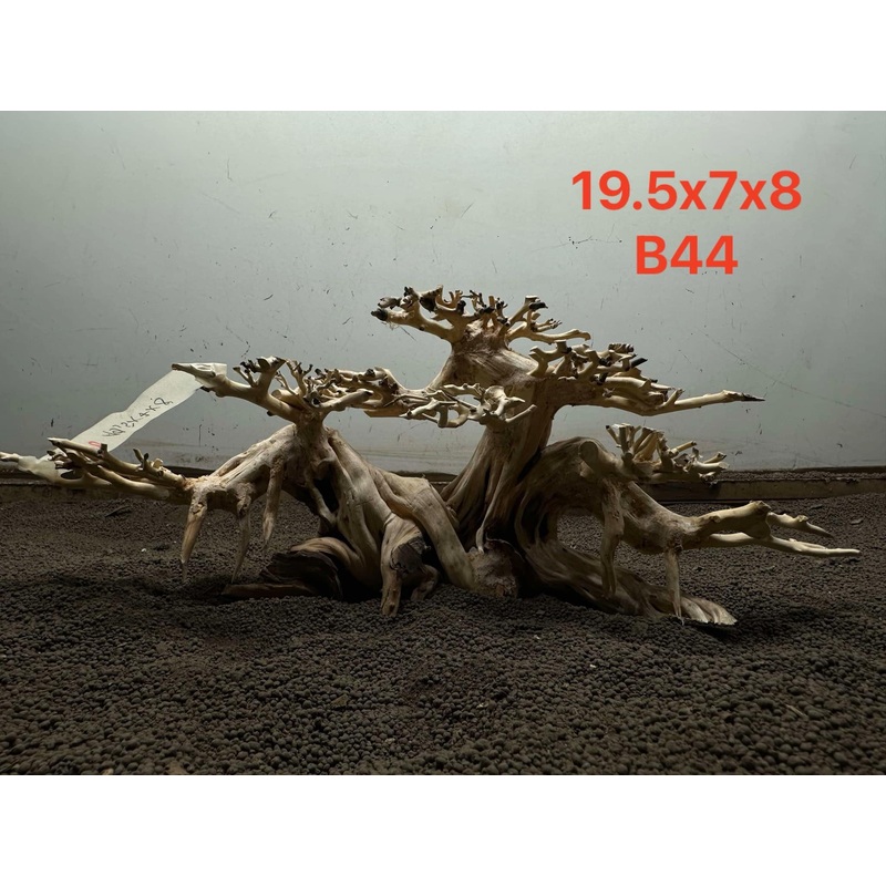 Bonsai Driftwood B44