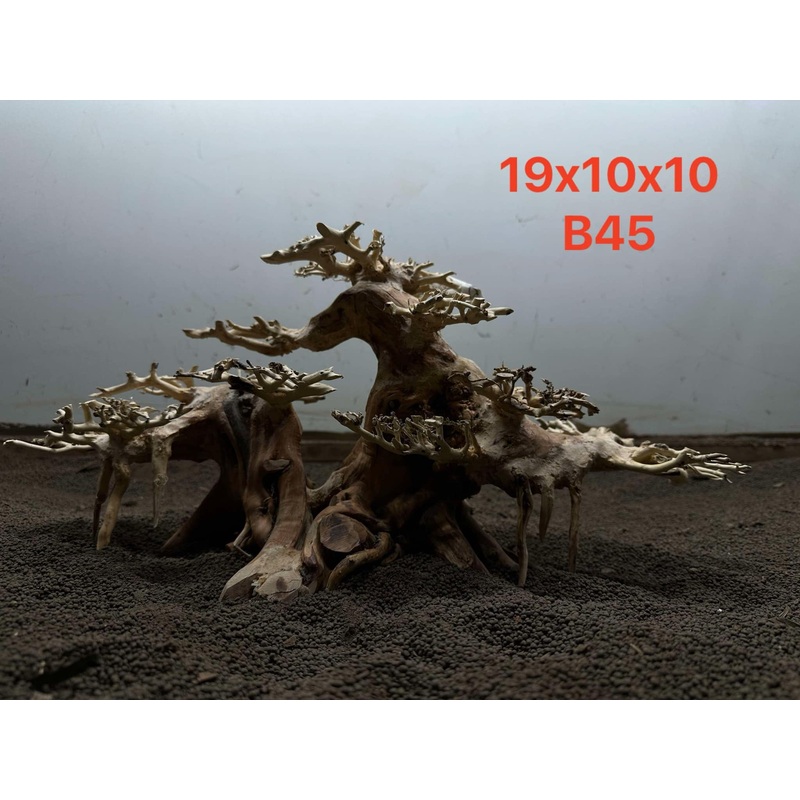 Bonsai Driftwood B45