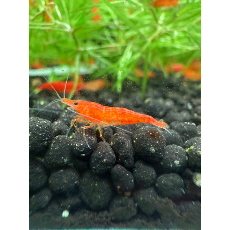 Orange Sakura Shrimp